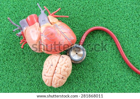 heart and brain on green grass background