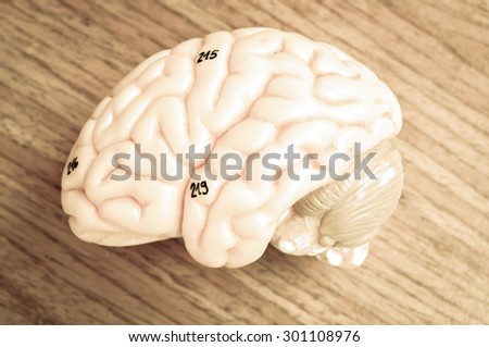 human brain with vintage style