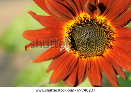 close up to red sunflower