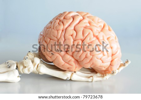 brain and brain