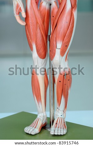 muscle anatomy of legs