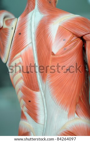 muscle anatomy of human