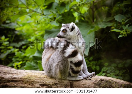 Closeup of a ring tailed lemur (Lemur catta)