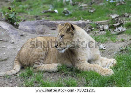 Baby Lion Playing