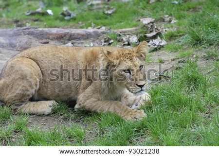 Baby Lion Playing