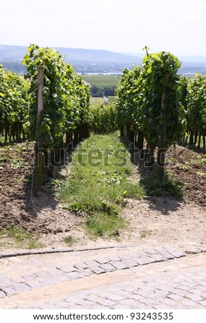 Vineyard - landscape rows of beautiful vines in Eltville in Germany
