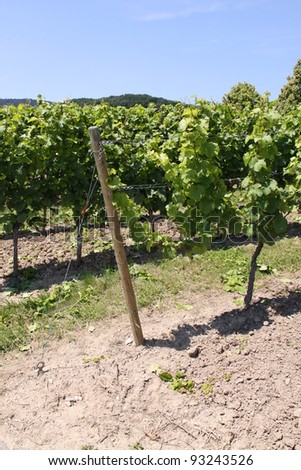 Vineyard - landscape rows of beautiful vines in Eltville in Germany