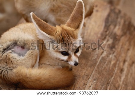 closeup of a desert fox