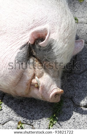 closeup of a mini pig