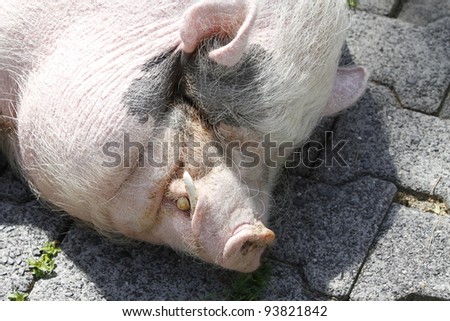 closeup of a mini pig