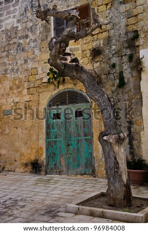 Remains of a severly pruned tree in an Italian court yard in Mdina Malta.