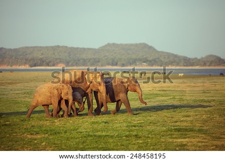 A herd of elephants walking from left to right