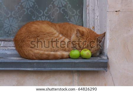Fat lazy cat is resting on a window. Its nose is buried in the apples.