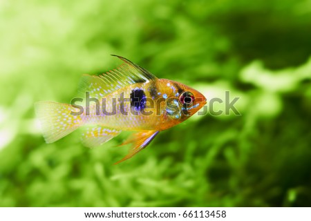 Butterfly Fish Freshwater