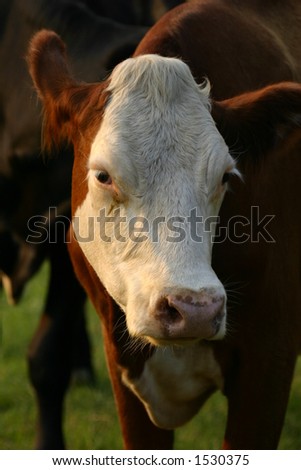 Cow wanting her better side taken