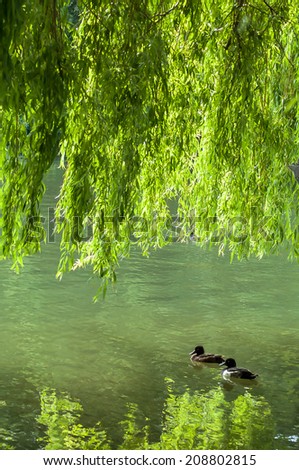 Two Tufted ducks together in park with large willow tree with leaves and branches hanging down