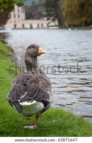 Duck standing on one leg in front of a French castle.