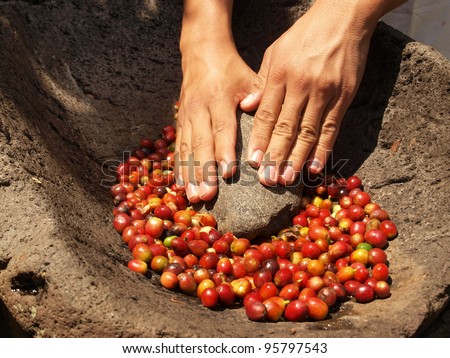 Hands grinding coffee bean berries in stone pestle