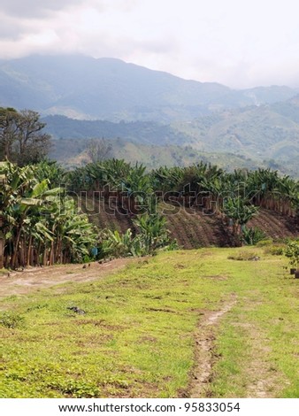 Plantation landscape. Growing plantains and coffee in mountains of Colombia.