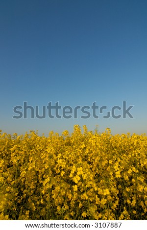 Image of a large canola field. Also called oilseed rapeseed, used to produce bio-fuel or bio-diesel.