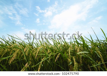Landscape of rice field  in Japan