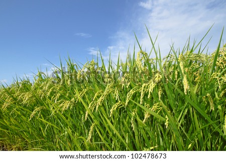 Landscape of rice field with blue sky in  Morioka,  Iwate,  Touhoku, Japan