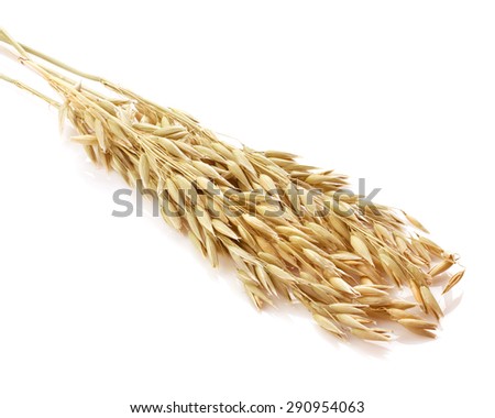 oats grain cereal isolated on white