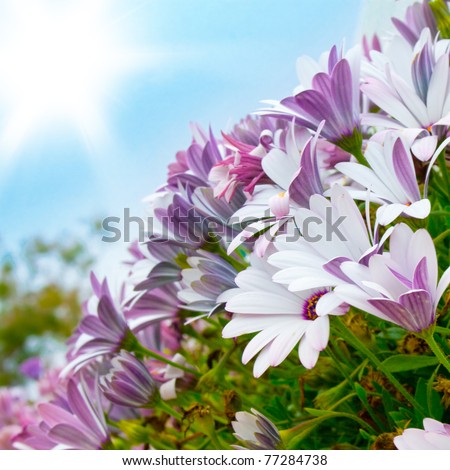 Beautiful sunny flowers on blue sky background