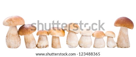 group of mushroom, isolated on white
