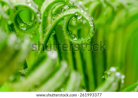 a tendril, macro of plant