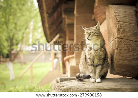 Siberian cat sitting near wood house at sunset, vintage color