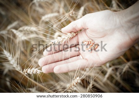 wheat seed in hand and ear, vintage color