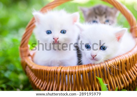 group of little kitten in a basket on the grass,