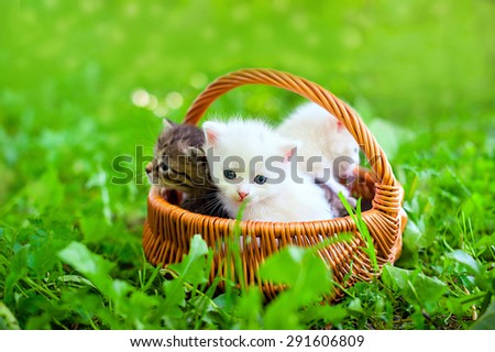 group of little kitten in a basket on the grass,