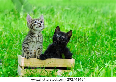 two small gray and black kitten in wooden box, on the grass, outdoor