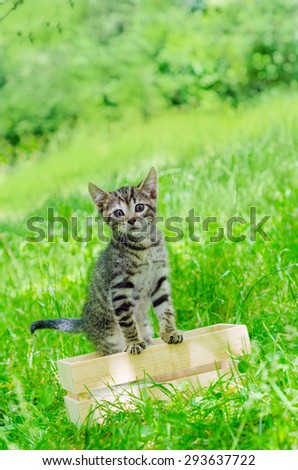 small gray kitten in wooden box, on the grass, outdoor