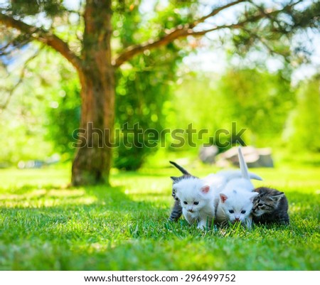 group of little kitten in a basket on the grass