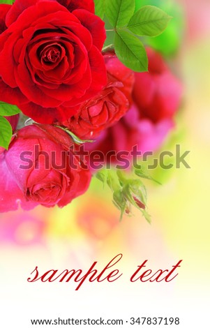 gentle background with red roses in a garden