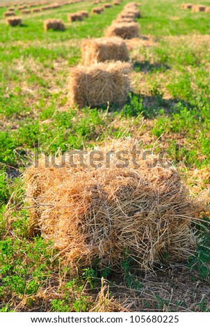 Square hay stacks on a field