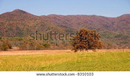A single tree in an open field set against The Great Smoky Mountains in Autumn