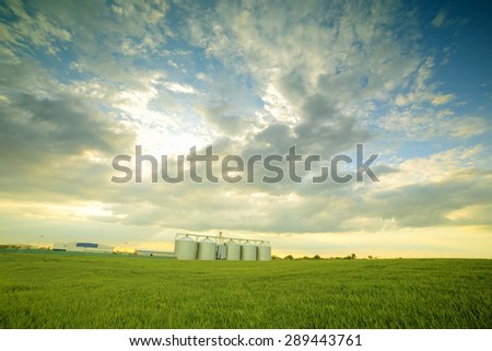 Grain Silos in Corn Field. Set of storage tanks cultivated agricultural crops processing plant.