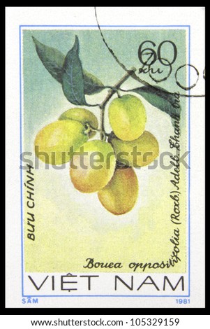 VIETNAM - CIRCA 1981: A stamp printed in VIETNAM shows a fruit with the inscription \