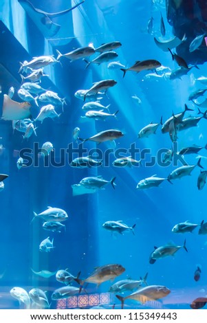 DUBAI, UAE - OCTOBER 1: Aquarium in Dubai Mall - world's largest shopping mall based on total area and sixth largest by gross leasable area, October 1, 2012 in Dubai, United Arab Emirates.