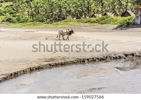Holy Indian cow on the beach. Goa, India. Cow is sacred animal in India.