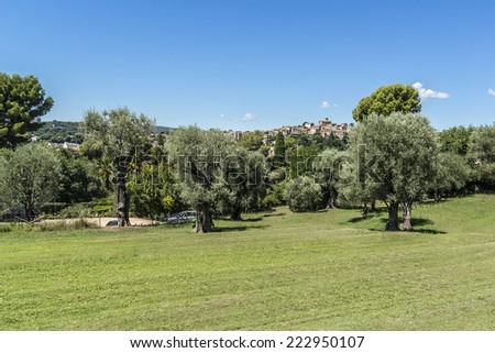 Olive grove, which painted Renoir. Renoir Museum. Cagnes-sur-Mer - commune of Alpes-Maritimes department in Provence Alpes - Cote d\'Azur region, France. Cagnes-sur-Mer located between Nice and Cannes.