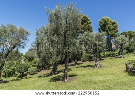 Olive grove, which painted Renoir. Renoir Museum. Cagnes-sur-Mer - commune of Alpes-Maritimes department in Provence Alpes - Cote d\'Azur region, France. Cagnes-sur-Mer located between Nice and Cannes.