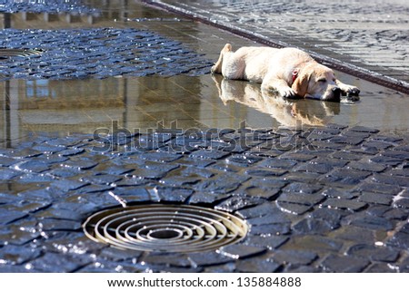 dog laying down and cooling on wet concrete
