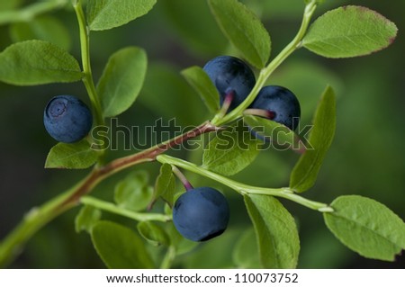 Blueberry Plant with Blueberries in a Forest, Closeup - Healthy Source of Antioxidants, Vitamins and Phytonutrients. Natural, delicious snack that can prevent cancer.