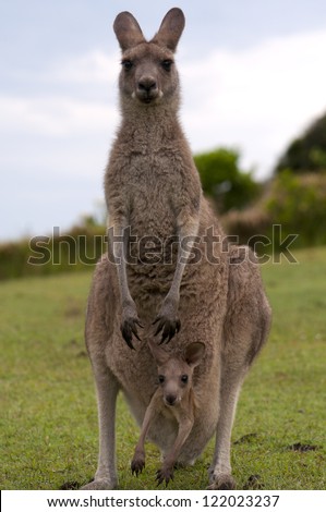 Kangaroo Female With Baby Joey in Pouch