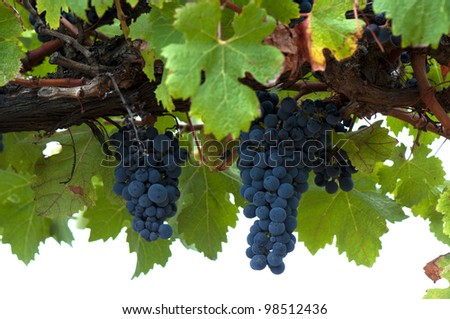 Ripe Red Wine Grapes and Vines, Coonawarra Wine Region, South Australia